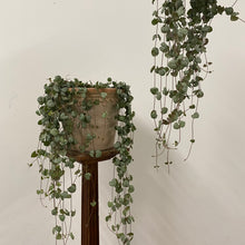 Load image into Gallery viewer, Ceropegia Woodii - String of Hearts, 14cm Pot