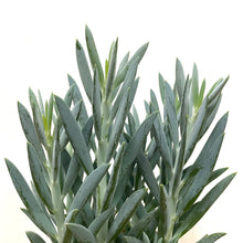 Load image into Gallery viewer, Curio Mount Everest, 17cm Pot