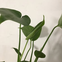 Load image into Gallery viewer, Monstera deliciosa - Swiss Cheese Plant, 12cm Pot