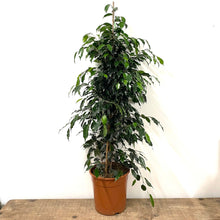 Load image into Gallery viewer, Ficus Benjamina, 27cm Pot