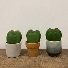 Load image into Gallery viewer, Hoya kerrii, 6cm Pot