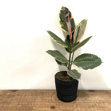 Load image into Gallery viewer, Ficus Tineke - Variegated Rubber Plant, 17cm Pot