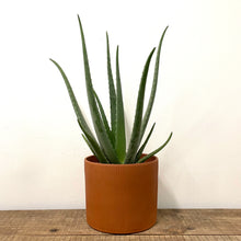 Load image into Gallery viewer, Aloe Vera, 14cm Pot