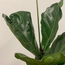 Load image into Gallery viewer, Ficus Lyrata - Fiddle Leaf Fig, 17cm Pot