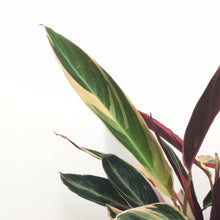 Load image into Gallery viewer, Calathea Triostar, 19cm Pot