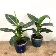 Load image into Gallery viewer, Dieffenbachia Green Magic, 12cm Pot