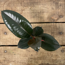 Load image into Gallery viewer, Ficus Abidjan - Rubber Plant, 14cm Pot