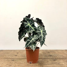 Load image into Gallery viewer, Alocasia Polly, 17cm Pot