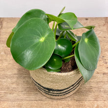 Load image into Gallery viewer, Peperomia Raindrop, 15cm Pot