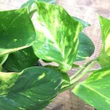 Load image into Gallery viewer, Epipremnum Aureum - Golden Pothos, 14cm Hanging Pot