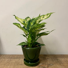 Load image into Gallery viewer, Dieffenbachia compacta, 12cm Pot