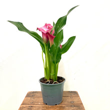 Load image into Gallery viewer, Zantedeschia Zazu - Calla Lily, 13cm Pot