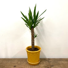 Load image into Gallery viewer, Yucca, 14cm Pot