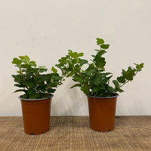 Load image into Gallery viewer, Hedera helix - Ivy, 9cm Pot