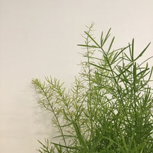 Load image into Gallery viewer, Asparagus Sprengeri - Asparagus Fern, 12cm Pot