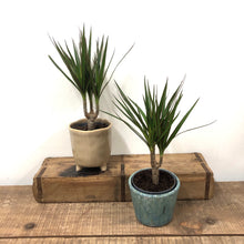Load image into Gallery viewer, Dracaena Marginata - Dragon Tree, 12cm Pot