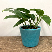 Load image into Gallery viewer, Epipremnum Aureum - Golden Pothos, 12cm Pot
