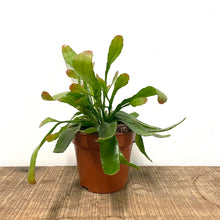 Load image into Gallery viewer, Rhipsalis ramulosa - Red Coral, 12cm Pot