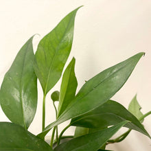 Load image into Gallery viewer, Epipremnum Pinnatum - Cebu Blue Pothos, 12cm Pot