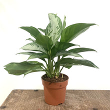 Load image into Gallery viewer, Aglaonema Silver Bay - Chinese Evergreen, 17cm Pot