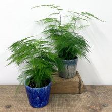 Load image into Gallery viewer, Asparagus Setaceus - Asparagus Fern, 12cm Pot