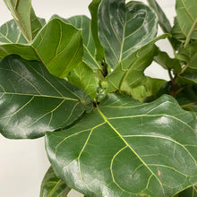 Load image into Gallery viewer, Ficus Lyrata - Fiddle Leaf Fig, 145cm Height
