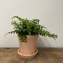 Load image into Gallery viewer, Asplenium Parvati - Mother Fern, 12cm Pot