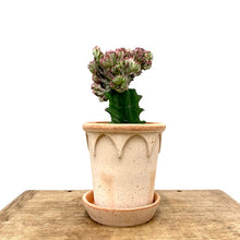 Load image into Gallery viewer, Euphorbia Lactea Cristata, 12cm Pot