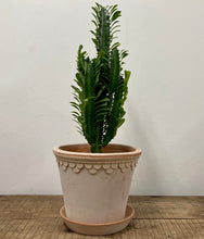 Load image into Gallery viewer, Euphorbia Trigona Mix, 17cm Pot