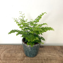 Load image into Gallery viewer, Adiantum raddianum - Maidenhair Fern, 12cm Pot