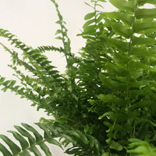 Load image into Gallery viewer, Nephrolepis Green Lady - Boston Fern, 12cm Pot