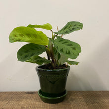 Load image into Gallery viewer, Maranta Leuconeura, 12cm Pot