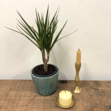 Load image into Gallery viewer, Dracaena Marginata - Dragon Tree, 12cm Pot