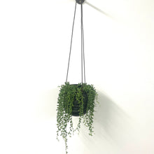 Load image into Gallery viewer, Senecio Herrianus - String of Tears, 12cm Pot