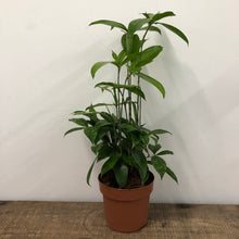 Load image into Gallery viewer, Dracaena Surculosa - 19cm Pot