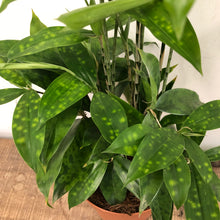Load image into Gallery viewer, Dracaena Surculosa - 19cm Pot