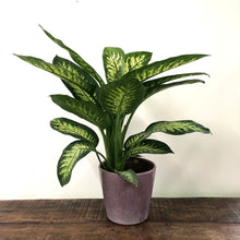 Load image into Gallery viewer, Dieffenbachia Tropic Snow, 24cm Pot