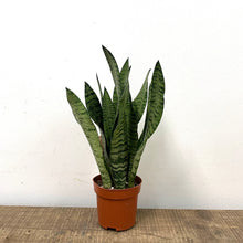Load image into Gallery viewer, Sansevieria Zeylanica - Snake Plant, 12cm Pot