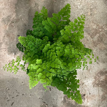 Load image into Gallery viewer, Adiantum raddianum - Maidenhair Fern, 12cm Pot