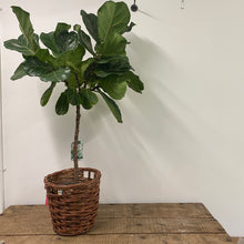 Load image into Gallery viewer, Ficus Lyrata - Fiddle Leaf Fig, 145cm Height