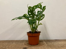 Load image into Gallery viewer, Monstera Adansonii - Monkey Mask, 12cm Pot