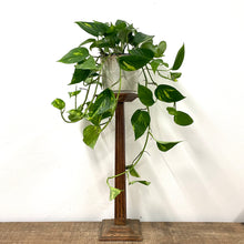 Load image into Gallery viewer, Epipremnum Aureum - Golden Pothos, 15cm Hanging Pot