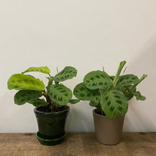 Load image into Gallery viewer, Maranta Leuconeura, 12cm Pot