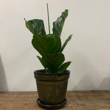 Load image into Gallery viewer, Ficus Lyrata - Fiddle Leaf Fig, 17cm Pot