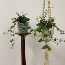 Load image into Gallery viewer, Hedera Helix Mix - Ivy, 12cm Pot