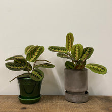 Load image into Gallery viewer, Maranta Fascinator, 12cm Pot