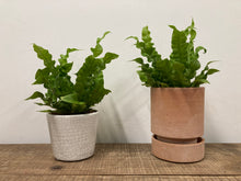 Load image into Gallery viewer, Asplenium Crispy Wave - Bird's Nest Fern, 12cm Pot