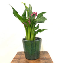 Load image into Gallery viewer, Zantedeschia Zazu - Calla Lily, 13cm Pot