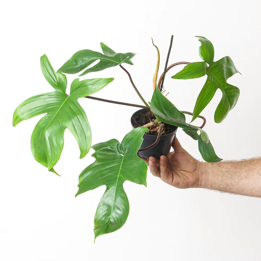 Philodendron Florida Green, 12cm Pot