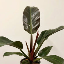 Load image into Gallery viewer, Philodendron Imperial Red, 14cm Pot.
